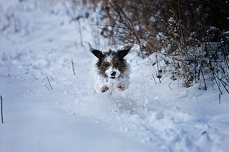 Ringo Crazed Manic Pup in Snow : Warwickshire Countryside : UK