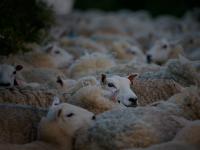Mass Sheep : Slapton Devon : UK