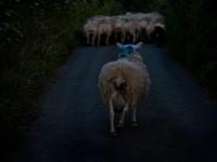 Sheep : Slapton Devon : UK