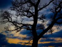Shadow Tree : Leamington Hastings : Warwickshire - UK
