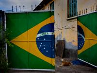 The Dogs of Brazil no1 : Sau Paulo : Brazil