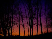Silhouette of Trees : Undisclosed Location : Virginia USA