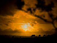 Cow Sunset : Freshwater : Isle of Wight UK
