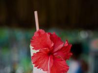 Strawberry Dacari : Maya Breeze Inn and Resort Placencia : Belize