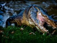 13 ft Gator rushes out of the swamp  :  Laplace Highway 51 : Louisiana