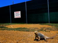 The No Photos Iguana : Guantanamo Bay the War on Terror Prison : Cuba