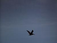 Lone Flying Pelican : Gulf Coast : Louisiana
