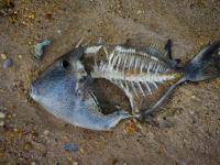 Dead Fish on the Beach : Hamptons NY : USA