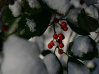 Holly berries - DC